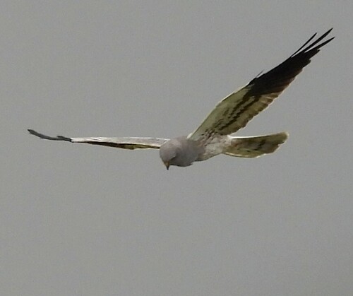 Montagu's Harrier (Circus pygargus), photo 5
