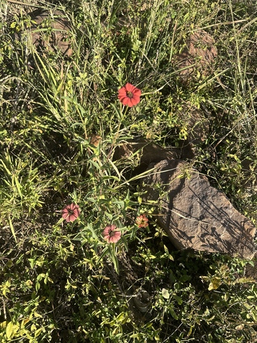 Peruvian zinnia