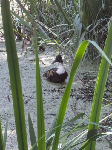 Domestic Mallard
