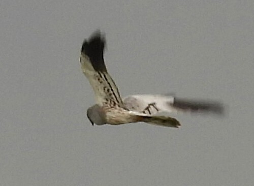 Montagu's Harrier (Circus pygargus), photo 6