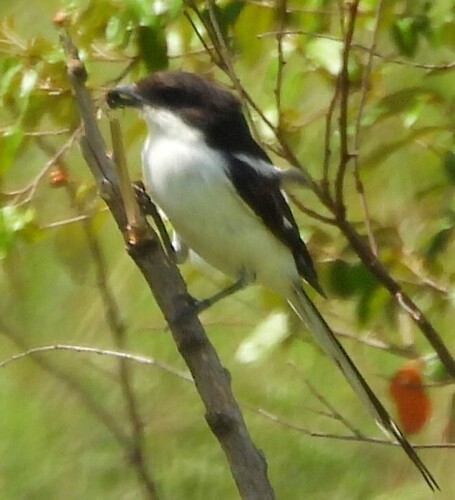 Northern Fiscal (Lanius humeralis), photo 2