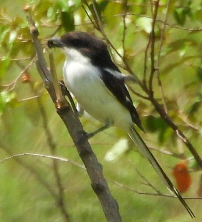 Northern Fiscal (Lanius humeralis), photo 2