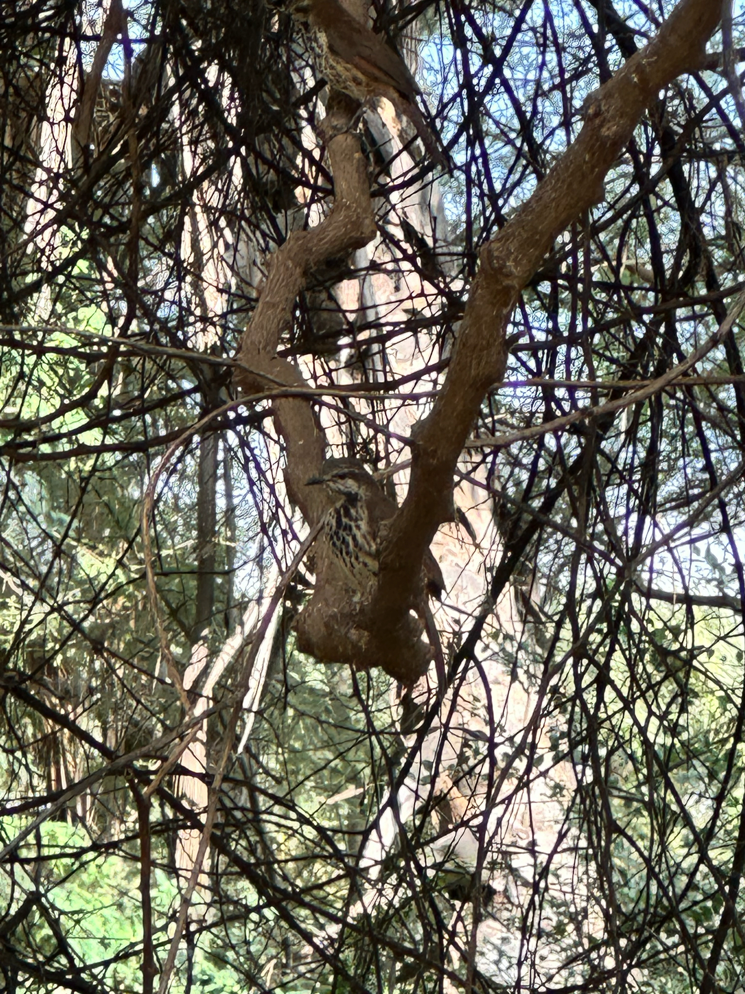 Spotted Palm Thrush (Cichladusa guttata), photo 5