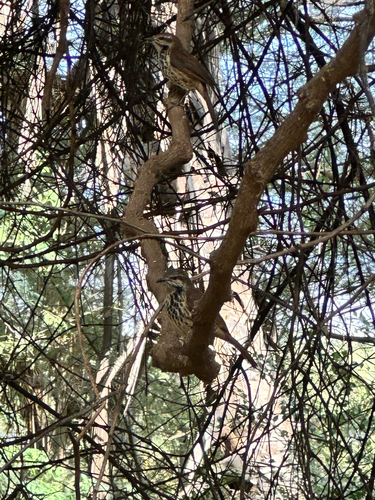 Spotted Palm Thrush (Cichladusa guttata), photo 6