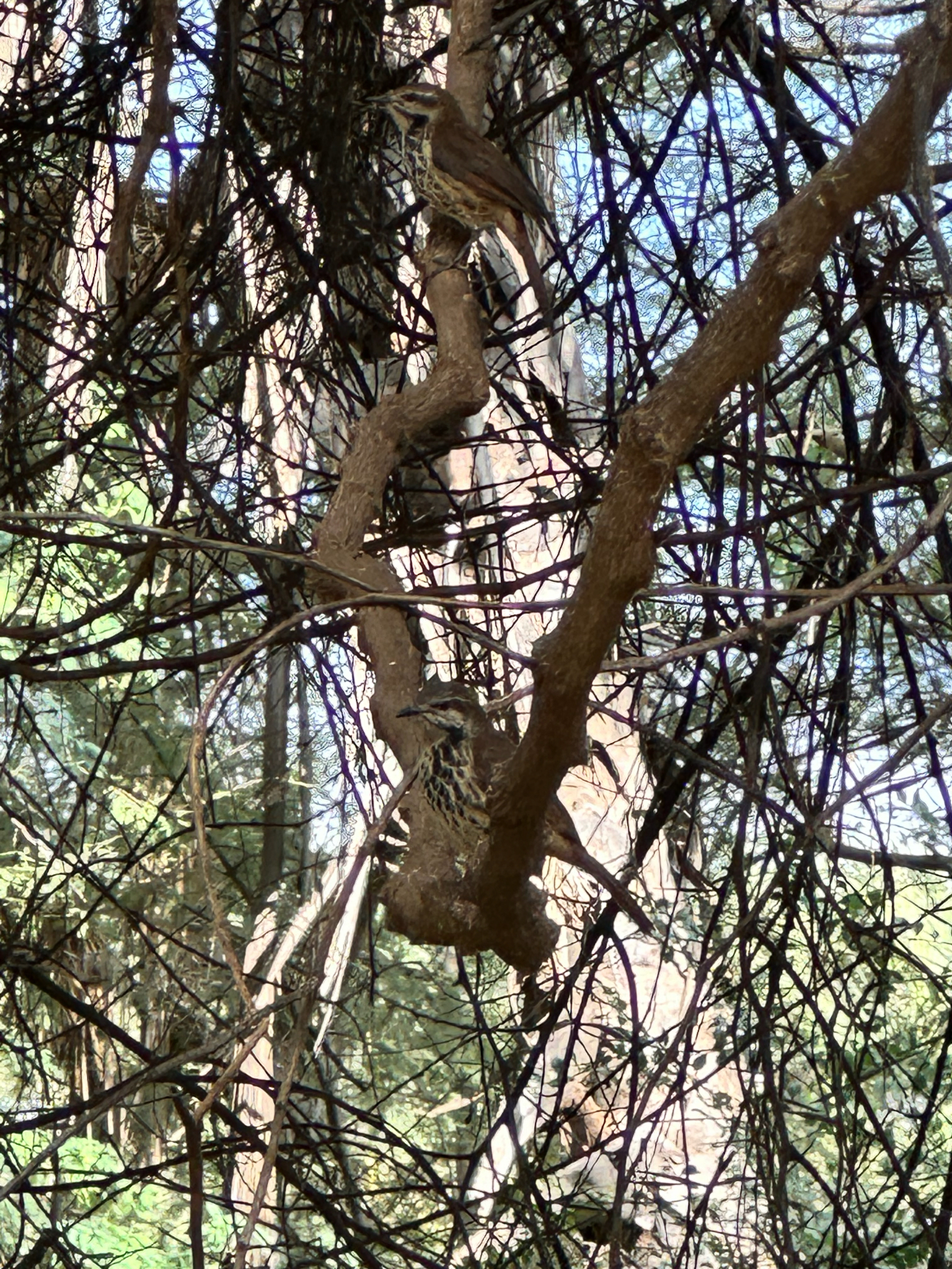 Spotted Palm Thrush (Cichladusa guttata), photo 6