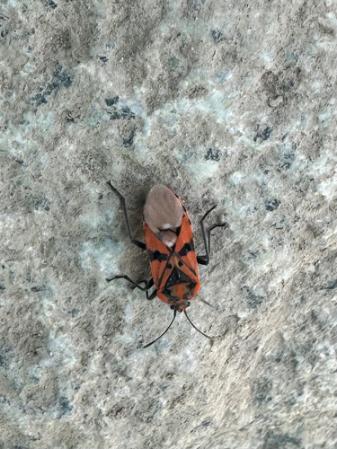 Indian Milkweed Bug