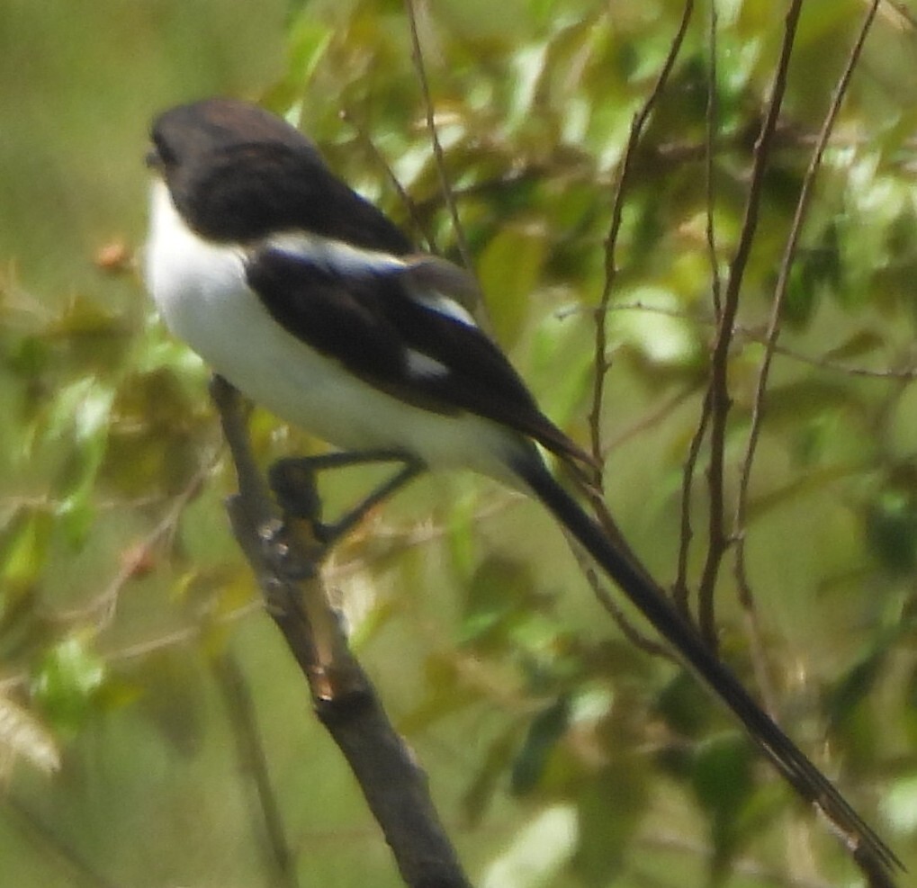 Northern Fiscal (Lanius humeralis), photo 3