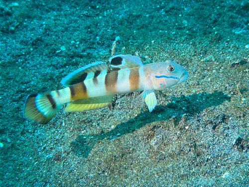 Valenciennea wardii observed 2026-06-22