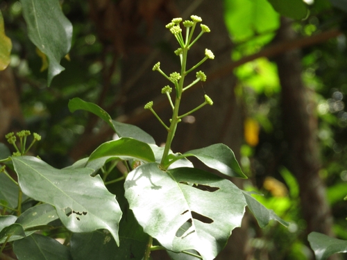 Dendropanax arboreus