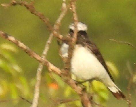 Pied Wheatear (Oenanthe pleschanka), photo 3