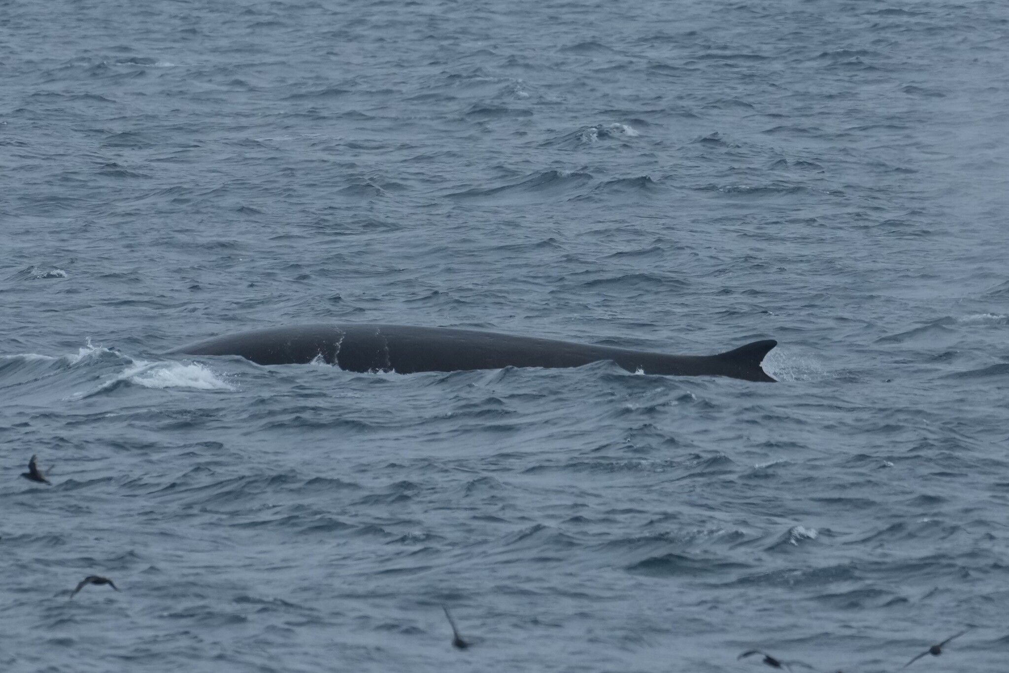 Balaenoptera physalus