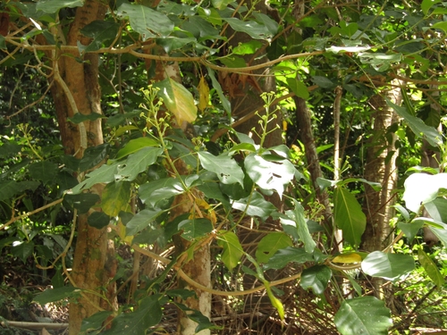 Dendropanax arboreus, photograph 1