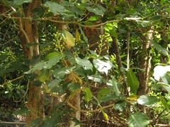 (c) Giovanny Vargas, some rights reserved (CC BY) Dendropanax arboreus, photograph (c) Giovanny Vargas, some rights reserved (CC BY)