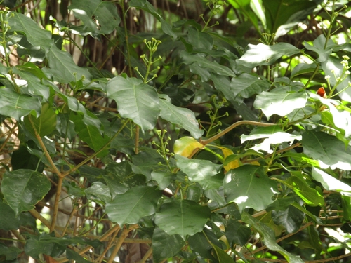 Dendropanax arboreus, photograph 2