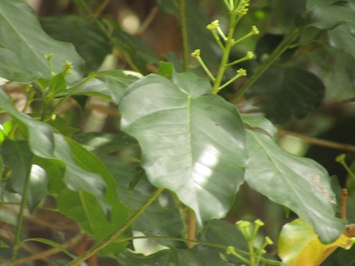 Dendropanax arboreus, photograph 3