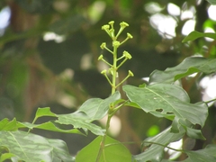 (c) Giovanny Vargas, some rights reserved (CC BY) Dendropanax arboreus, photograph (c) Giovanny Vargas, some rights reserved (CC BY)