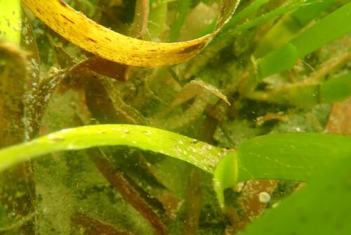 Hippocampus fuscus observed 2026-06-19