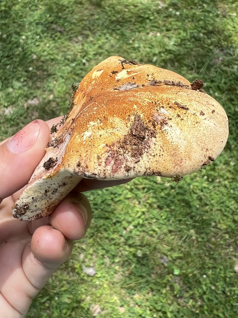 Oak polypore · June 2026 · photo: Photo: no rights reserved · iNaturalist