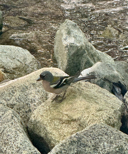 African Chaffinch