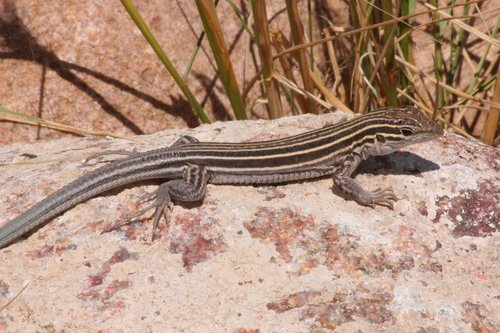 Little Striped Whiptail