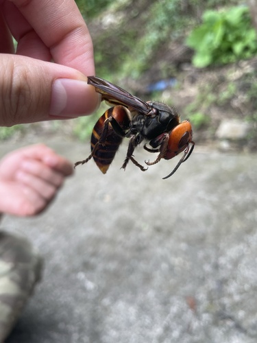 Asian Giant Hornet
