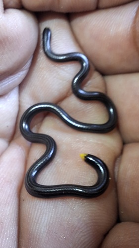 Epictia amazonica