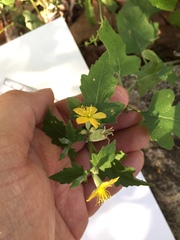 Mentzelia oligosperma