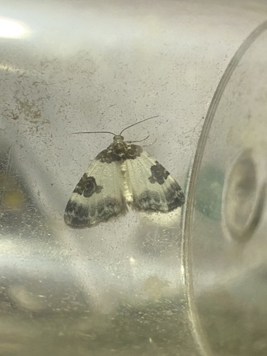 Blue-bordered Carpet, Zevenaar, Nederland, photo 7 of 10