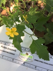 Mentzelia oligosperma