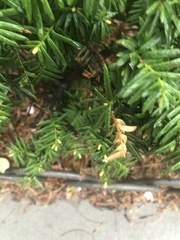 Pestalotiopsis funerea