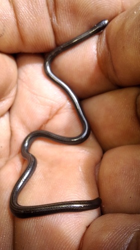 Photo of a South American Blind Snake (amazonica) (Epictia amazonica)