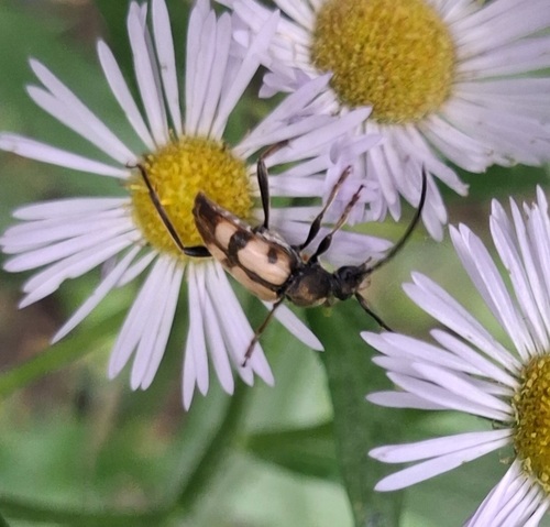 Judolia erratica