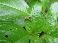 Conocephalus melaenus