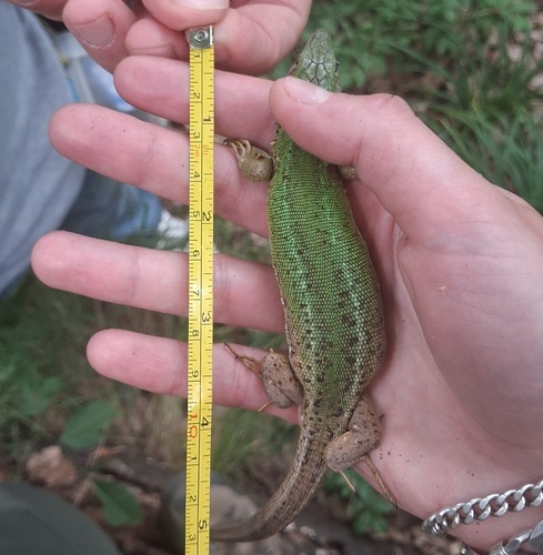 Green Lizard