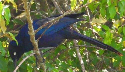 Rüppell's Starling (Lamprotornis purpuroptera)