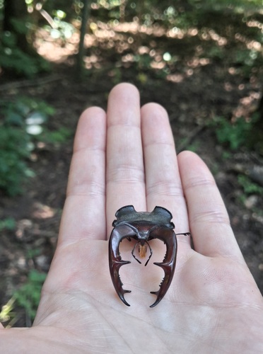 European Stag Beetle