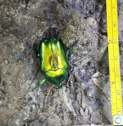 Big Rose-chafer
