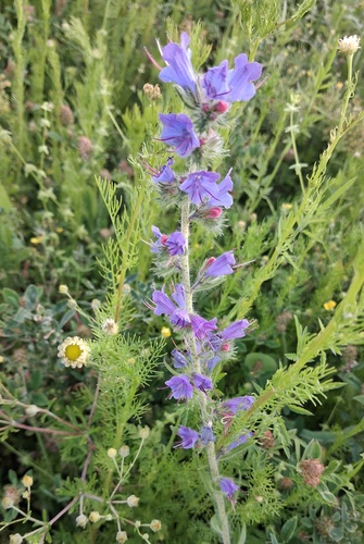 viper's-bugloss