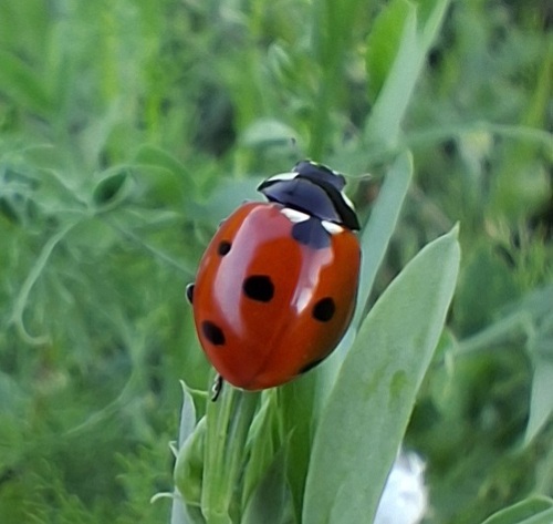 Seven-spotted Lady Beetle