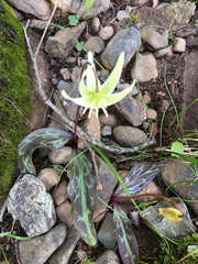 Erythronium citrinum