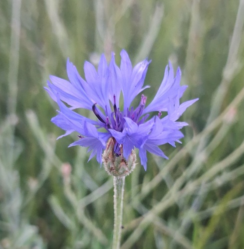 Cornflower