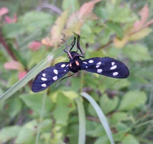 Nine-spotted Moth
