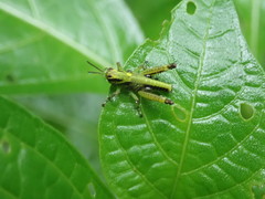 Conocephalus melaenus