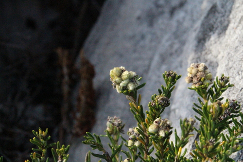 Phylica imberbis, photograph 6