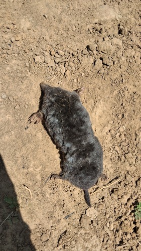 European Mole