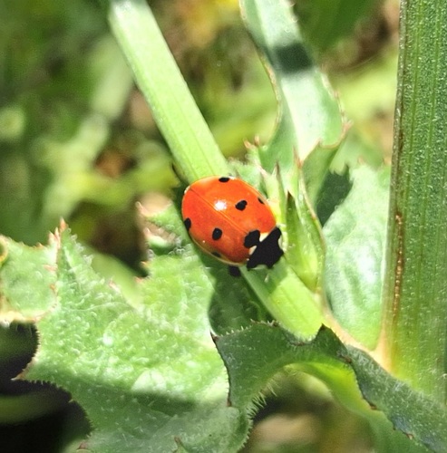 Seven-spotted Lady Beetle