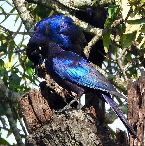 Rüppell's Starling (Lamprotornis purpuroptera), photo 2
