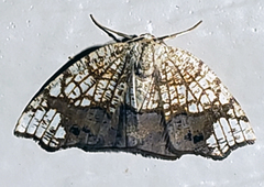 Nematocampa