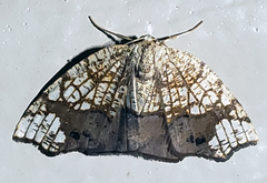 Nematocampa