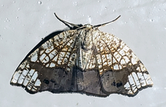 Nematocampa